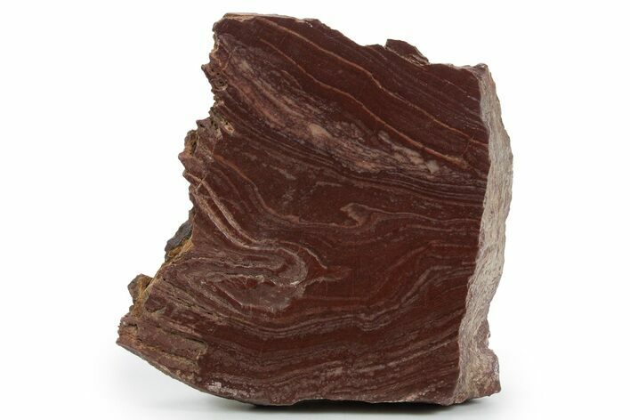 Polished, Neoproterozoic Stromatolite (Conophyton) - Morocco #350927